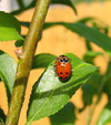 Ladybug-Sex
