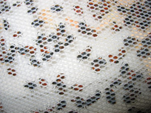 Ladybugs in mesh packaging