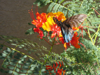 Tucsonbutterfly